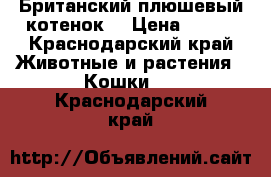 Британский плюшевый котенок  › Цена ­ 500 - Краснодарский край Животные и растения » Кошки   . Краснодарский край